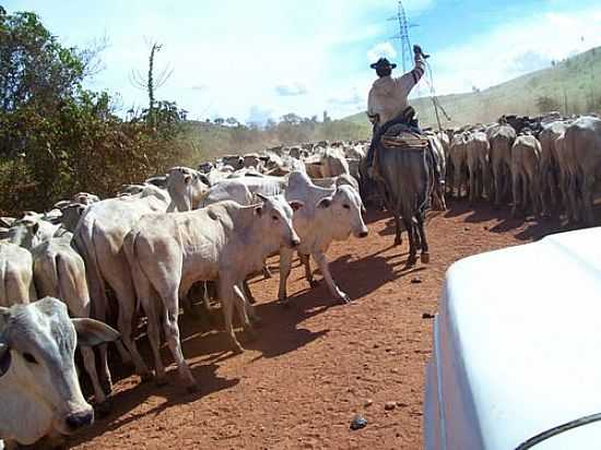 BOIADA NA ESTRADA EM BOM JESUS DO ARAGUAIA-FOTO:JOS CLAUDIO BORIN - BOM JESUS DO ARAGUAIA - MT