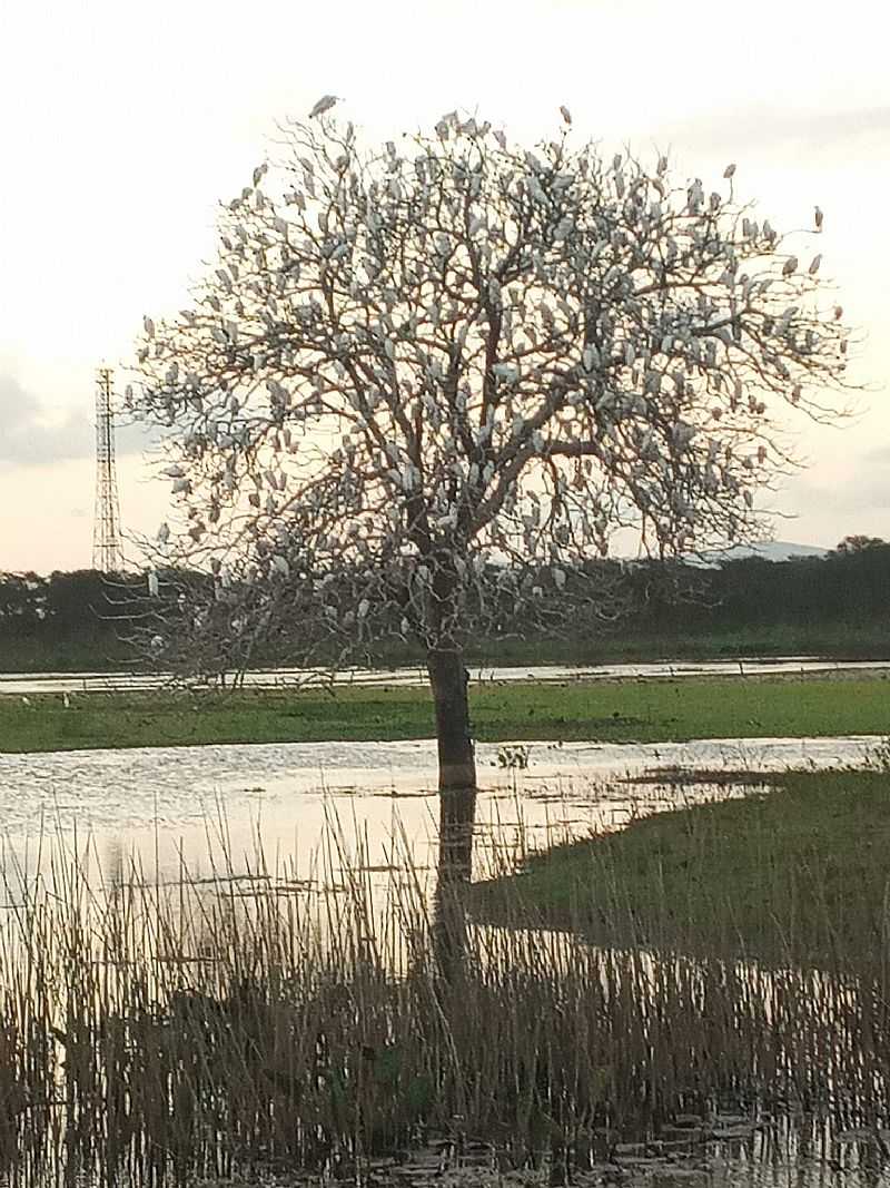 IMAGEM DA CIDADE DE LAGOA DO CALDEIRO - AL - LAGOA DO CALDEIRO - AL