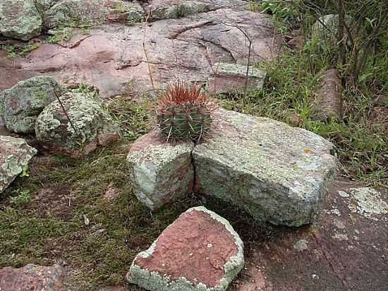 CACTO ENTRE PEDRAS EM SO DOMINGOS-BA-FOTO:JORGE LN - SO DOMINGOS - BA