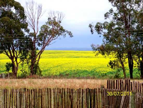 PLANTAO DE CANOLA-FOTO:MILTON EMMEL - SANTA MARGARIDA DO SUL - RS