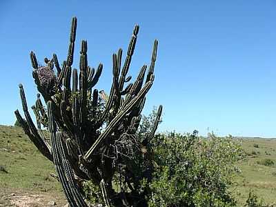 CACTUS-FOTO:HENRIQUE DE BORBA - SANTA MARGARIDA DO SUL - RS