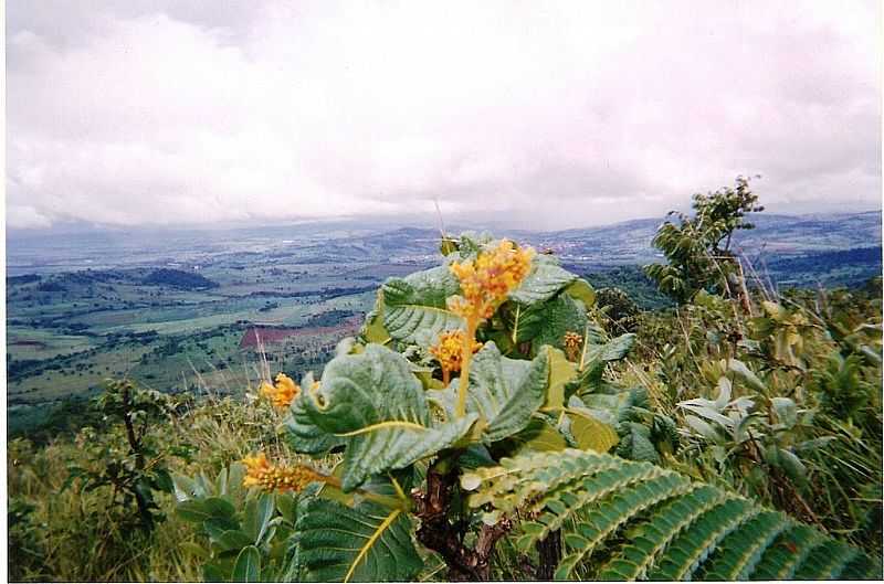 RIALMA-GO-FLOR DO SERRADO NO MORRO DO ALEM-FOTO:JULIERME GONTIJO - RIALMA - GO