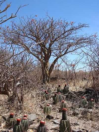 CAATINGA EM SO GABRIEL, POR ZEMANE1970. - SO GABRIEL - BA