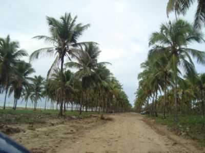 CAMINHO PARA PONTAL DE MARACAPE., POR MARIA SANTANA LOYOLA - PORTO DE GALINHAS - PE