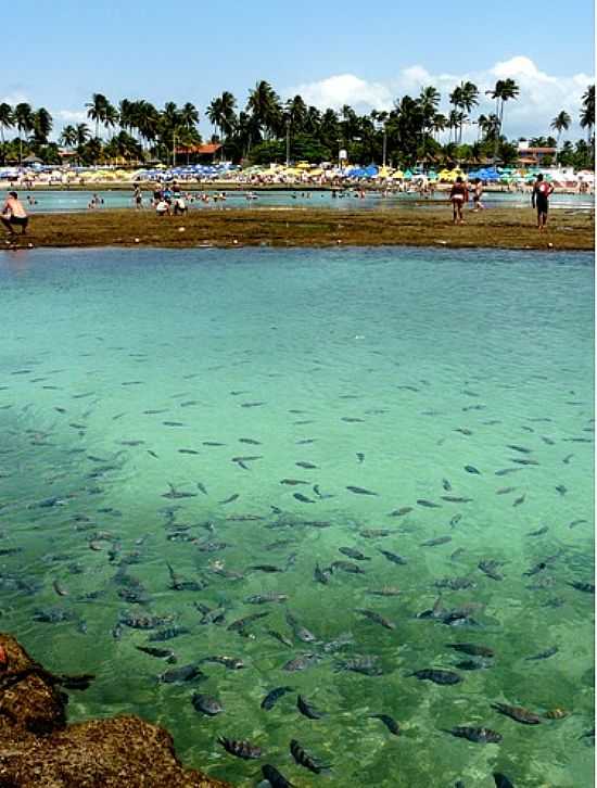 CARDUME NA PRAIA DE PORTO DE GALINHAS-PE-FOTO:EMERSON R. ZAMPROGNO - PORTO DE GALINHAS - PE