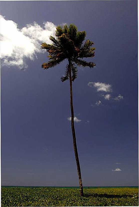 COQUEIRO SOLITRIO NA PRAIA DE PORTO DE GALINHAS-PE-FOTO:SILVIOCTVASCONCELOS - PORTO DE GALINHAS - PE