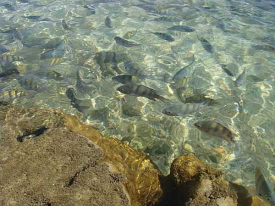 PORTO DE GALINHAS-FOTO:AVSANTOS - PORTO DE GALINHAS - PE