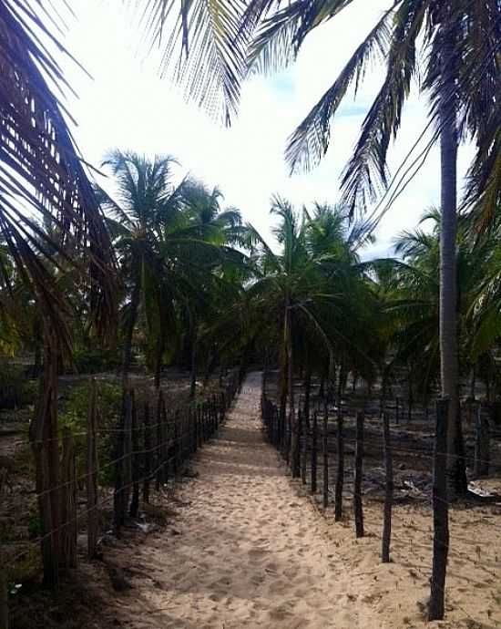 PRAIA DO FORTE-BA-CAMINHO DE AREIA PARA PRAIA DO DIOGO-FOTO:MARCELO S F - PRAIA DO FORTE - BA