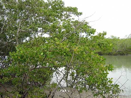 MANGUE DO PARQUE NACIONAL DE JERICOACOARA-CE-FOTO:ALDZIO LIMA DE OLIV - JERICOACOARA - CE