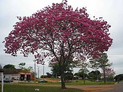 IPE ROXO NA PRAA-FOTO:JOS BENTO BERALDI  - ALTO PARAISO - PR