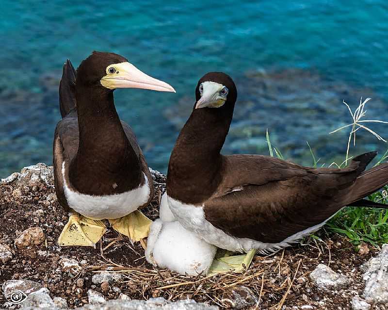 IMAGEM DA CIDADE DE ABROLHOS - BA - ABROLHOS - BA