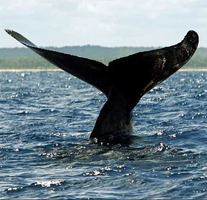 ABROLHOS-BA-CAUDA DA BALEIA JUBARTE NO PARQUE NACIONAL DE ABROLHOS-FOTO:PATRICIA SANTOS/REUTERS - ABROLHOS - BA