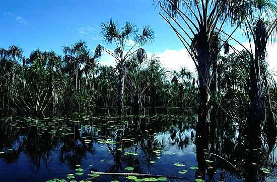 BURITIZAL NO RIO XIXUA EM RESERVA XIXUA-XIPARIN-AM-FOTO:METTE IRENE ANDERSEN - RESERVA XIXUA-XIPARIN - AM