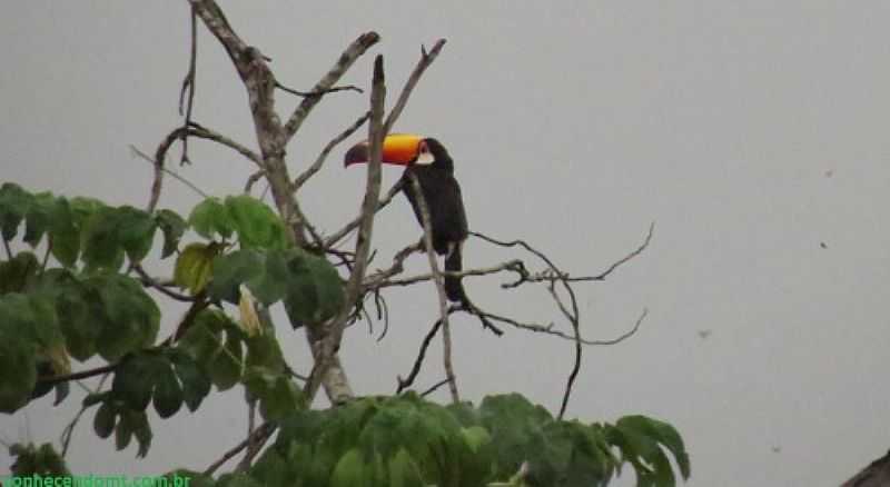 VILA DE BOM JARDIM-MT-TUCANO-FOTO:GABRIELA VON EYE - VILA DE BOM JARDIM - MT