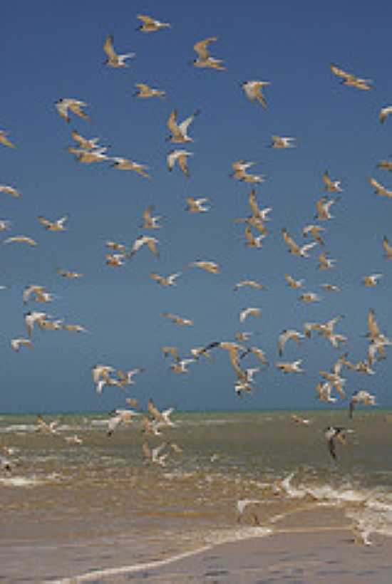 ANDORINHAS NA PRAIA DE CORUMBA-FOTO:HAROLDO TROMBETA - PRAIA DA PONTA DO CORUMBA - BA