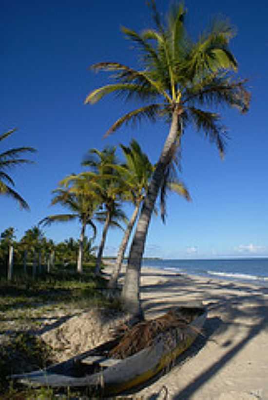 COQUEIROS NA PRAIA DO CORUMBA-FOTO:HAROLDO TROMBETA - PRAIA DA PONTA DO CORUMBA - BA