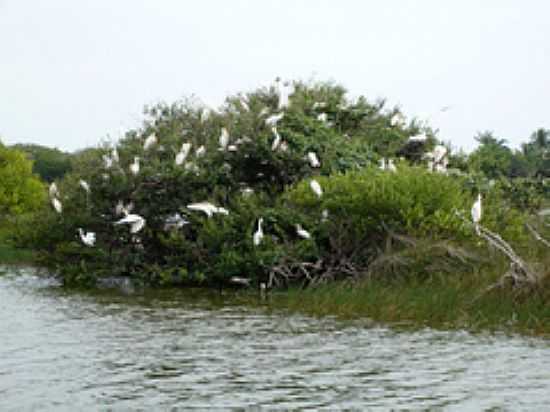 LAGOA DA BANANA - NINHO DAS GARAS - CUMBUCO FOTO:OTHON FARIAS - PRAIA DE CUMBUCO - CE