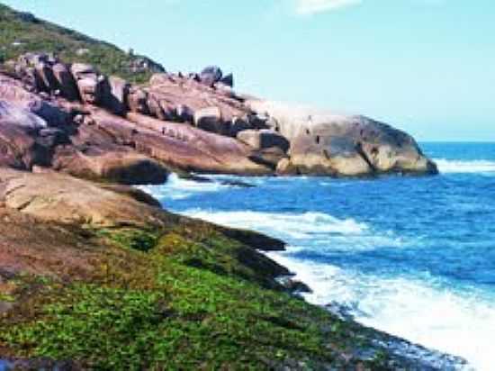 COSTO DA GALHETA-FOTO:MARLONGASPAR - PRAIA DA GALHETA  - NATURALISTA - SC