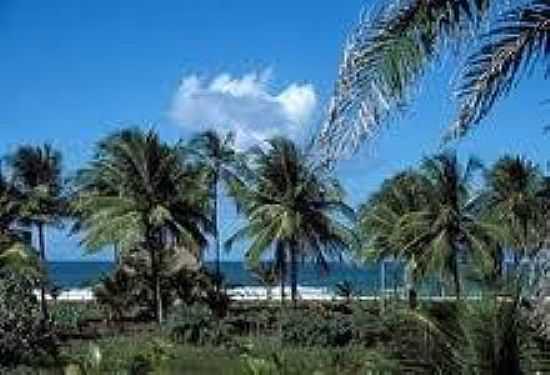 COQUEIROS NA PRAIA DOS ALGODES-FOTO:ECOVIAGEM. - PRAIA DOS ALGODES - BA