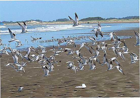 GAIVOTAS NA PRAIA DO CASSINO-FOTO:NELSON BIASOLI DOS A - CASSINO - RS