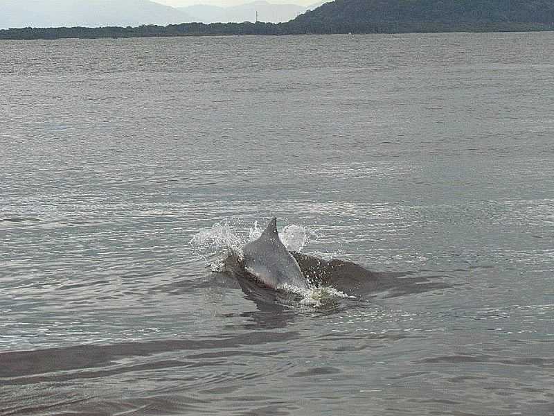 ILHA DO CARDOSO PERTENCE AO MUNICPIO DE CANANIA - SP - ILHA DO CARDOSO - SP