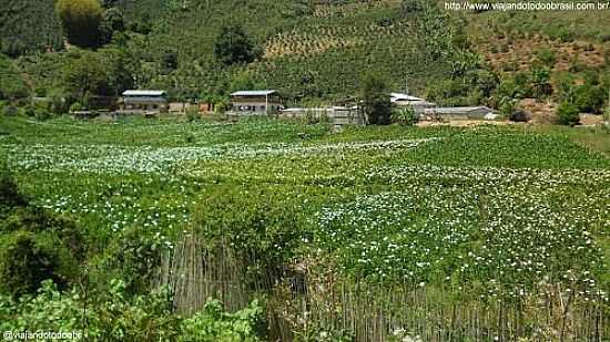 CAMPO DE COPOS DE LEITE NO DISTRITO DE SO ROQUE DE MARAVILHA-ES-FOTO:SERGIO FALCETTI - SO ROQUE DE MARAVILHA - ES