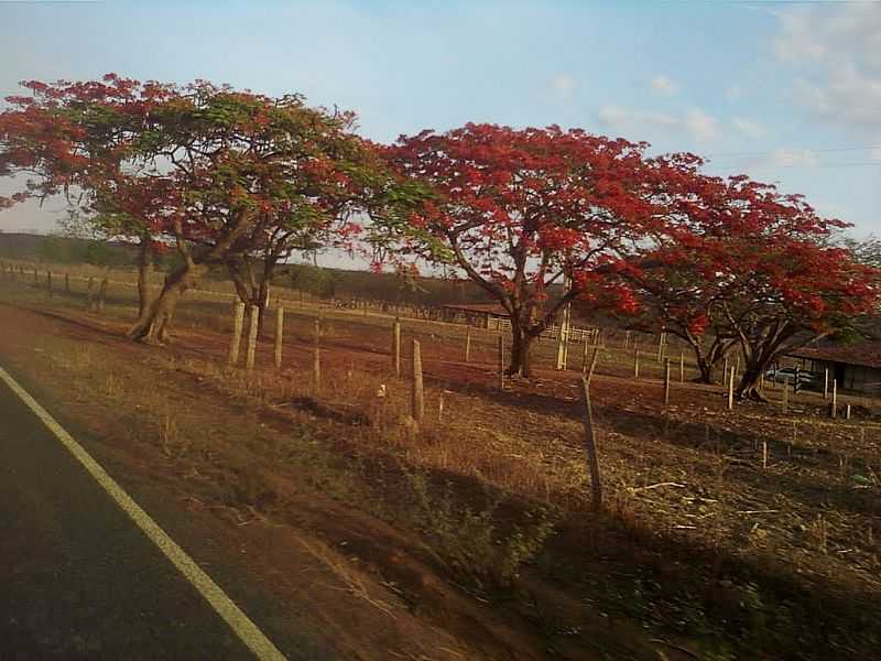 MISSO DE ARICOB-BA-FLAMBOYANTS NA ESTRADA DE MISSO-FOTO:VAGNO VILAS BOAS - MISSO DE ARICOB - BA