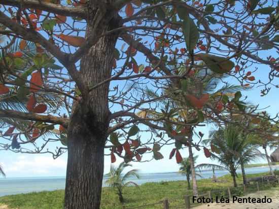 PRAIA DE JACUM, POR LA PENTEADO - VILA DE SANTO ANDR  - BA