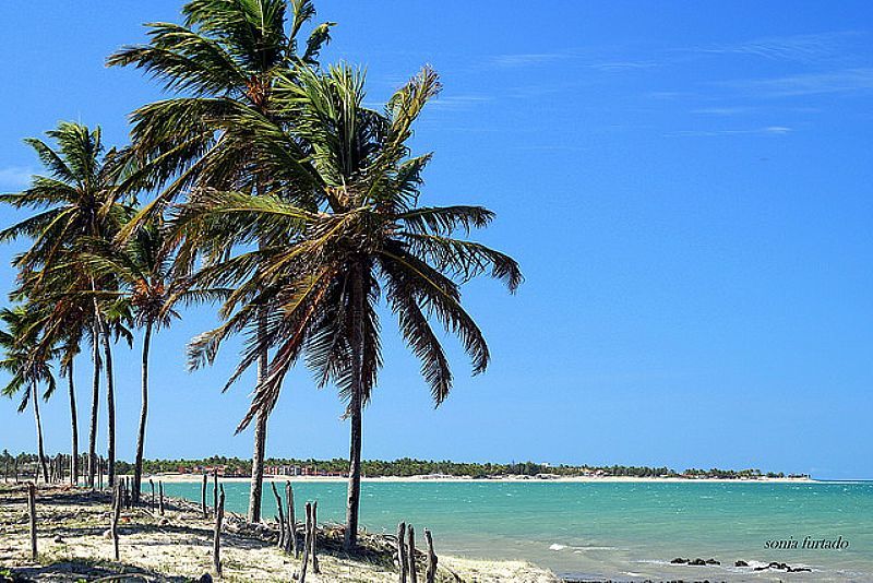 PRAIA DE MARACAJAU-RN-COQUEIROS NA PRAIA-FOTO:BRASILIMPERDIVEL.TUR.BR - PRAIA DE MARACAJA - RN