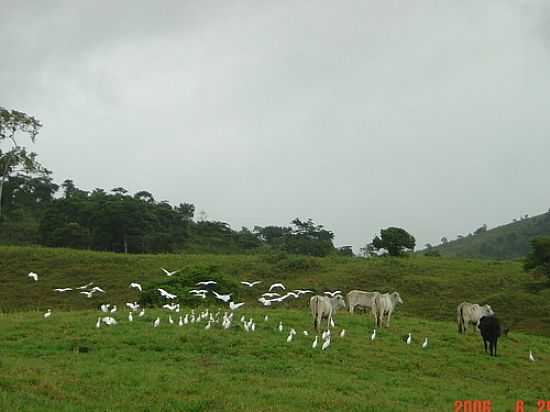 GARAS BOIADEIRAS  POR QUINTA DA LUZ - TAPIRAMA - BA