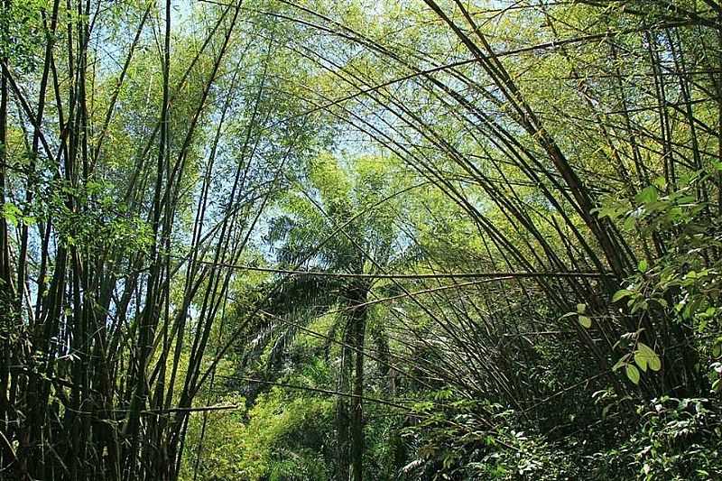 MACEI-AL-PARQUE NACIONAL DE MACEI-FOTO:ALAGOASQUEAMO - MACEI - AL