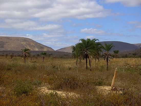 CAATINGA NA REGIO DE UMBURANAS-BA-FOTO:CAIO GRACO MACHADO - UMBURANAS - BA