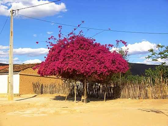 PRIMAVERA FLORIDA EM UMBURANAS-BA-FOTO:CAIO GRACO MACHADO - UMBURANAS - BA