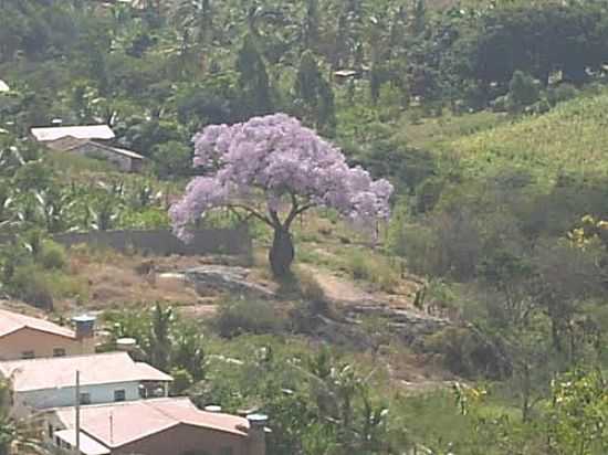 RVORE PAXIBA-BARRIGUDA-EM URANDI-BA-FOTO:JEAN AVELAR URANDI - URANDI - BA