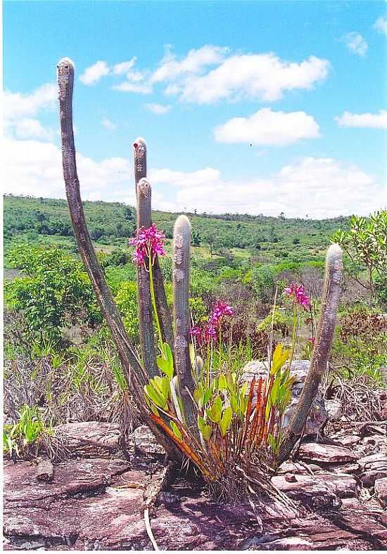 ORQUIDARIO   - UTINGA - BA