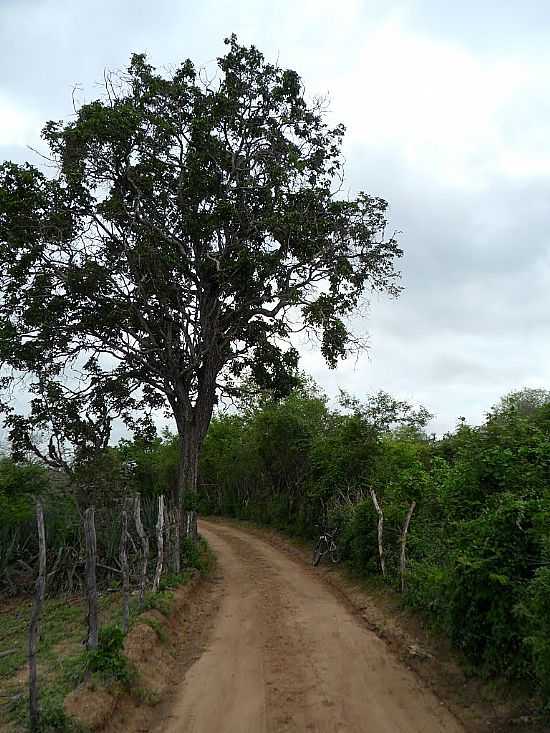 VALENTE-BA-CURVA DO CARRANCUDO, ESTRADA RURAL-FOTO:JORGE LN - VALENTE - BA