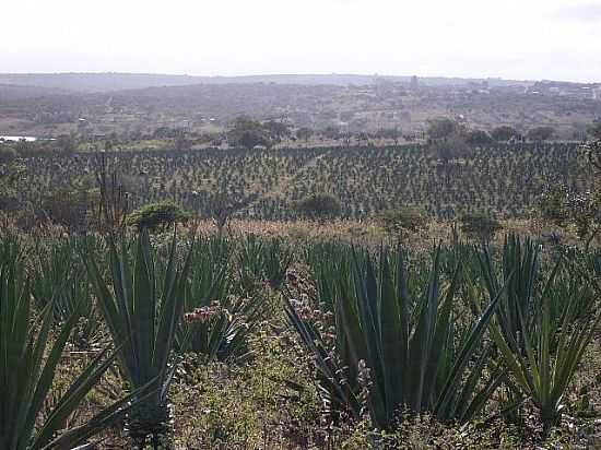 VALENTE-BA-PLANTAO DE SISAL-FOTO:JORGE LN - VALENTE - BA