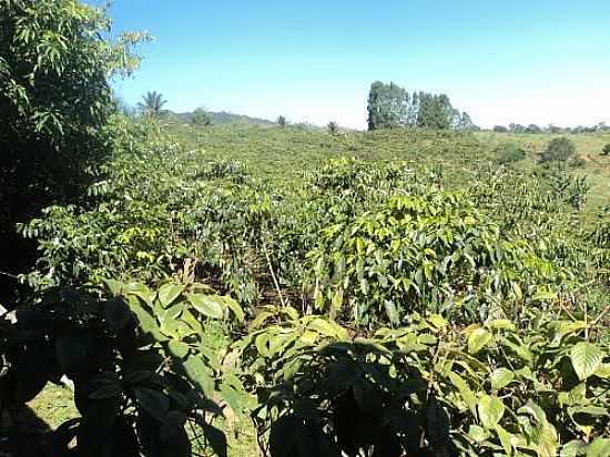 VEREDA-BA-LAVOURA DE CAF EM SUZINHO-FOTO:ELIEZER PEDREIRA SANTOS  - VEREDA - BA