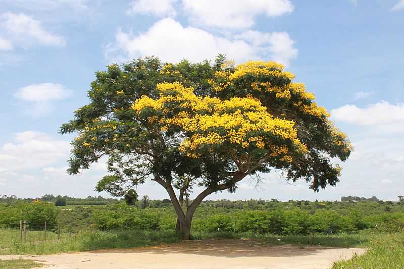 VITRIA DA CONQUISTA-BA-RVORE DE SIBIPIRUNA-FOTO:MARCELO S F - VITRIA DA CONQUISTA - BA