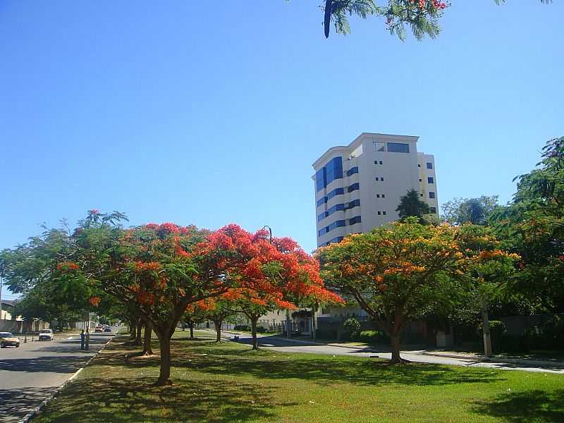 VITRIA DA CONQUISTA-BA-FLORES DA AVENIDA BRASIL-FOTO:MARCELO S F - VITRIA DA CONQUISTA - BA