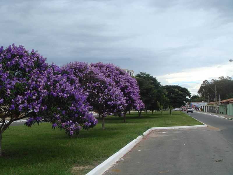 VITRIA DA CONQUISTA-BA-QUARESMEIRAS FLORIDAS NA AV.BRASIL-FOTO:MARCELO S F - VITRIA DA CONQUISTA - BA