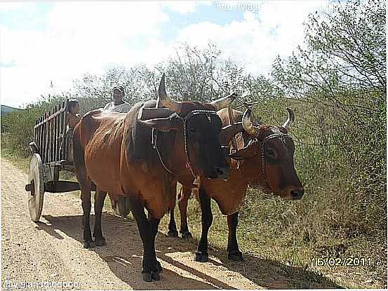 CARRO DE BOI EM MARAVILHA-FOTO:SERGIO FALCETTI - MARAVILHA - AL