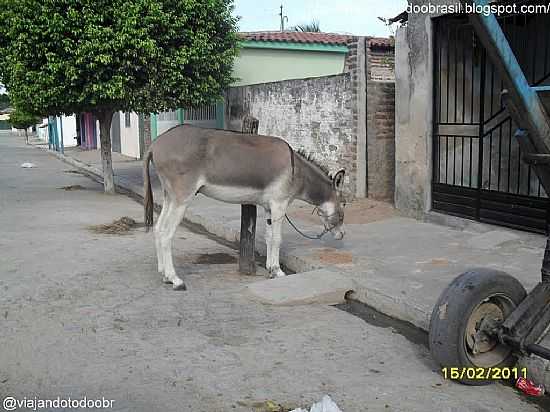 JEGUE NA RUA DE MARAVILHA-FOTO:SERGIO FALCETTI - MARAVILHA - AL