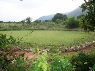 SOP DA SERRA DA CAIARA I, POR ROZI LIMA - MARAVILHA - AL