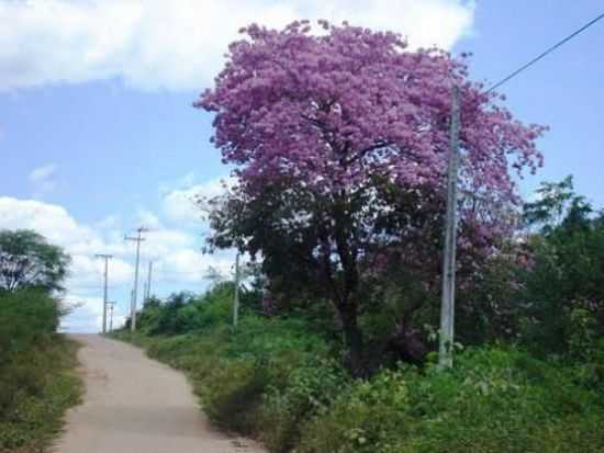 ESTRADA DO JENIPAPEIRO-ARACOIABA-CE, POR CARLOS BLEMAR SILVEIRA - ARACOIABA - CE