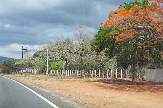 FLAMBOIANS FLORIDOS NA AVENIDA EM ARACOIABA-CE-FOTO:ANDRE PIMENTEL - ARACOIABA - CE