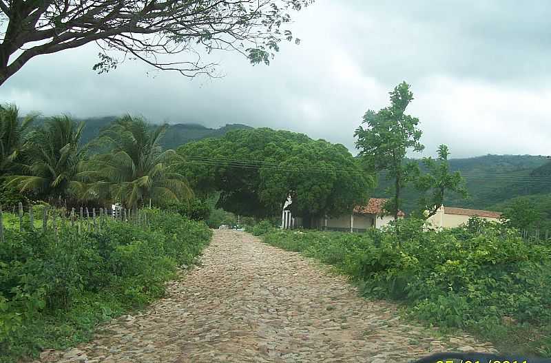 ARATUBA-CE-DISTRITO DE MARS, UM OSIS VERDE NO SETO, NO SOP DO MAIO DE BATURIT-FOTO:JOSUE MARINHO - ARATUBA - CE