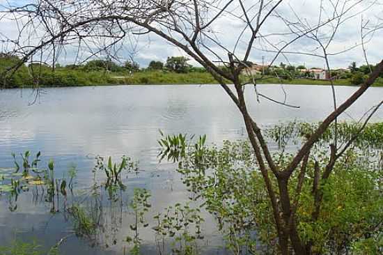 AUDE GRANDE NA FAZENDA HARAS SOL NASCENTE-FOTO:JOS FERREIRA - AROEIRAS - CE