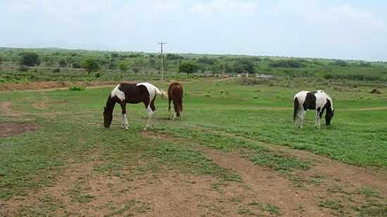 VISTA PARCIAL DA FAZENDA HARAS SOL NASCENTE-FOTO:JOS FERREIRA - AROEIRAS - CE