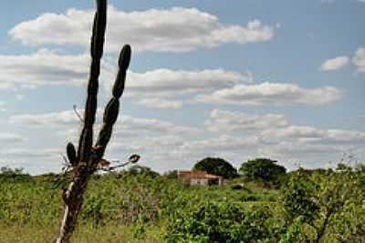 CACTOS-FOTO:KREWINKEL-TERTO DE A - CANAFISTULA - CE